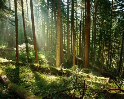 Trees may store less planet-heating carbon than hoped, study suggests