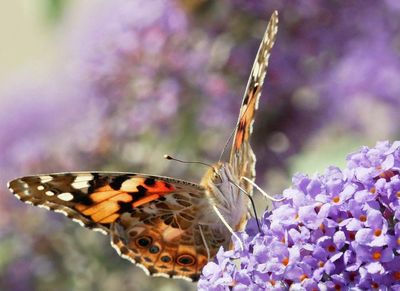 Country diary: It’s a painted lady summer, the stuff of lepidopterists’ legend