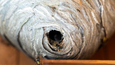 Why are wasps taking over garages? The 100% natural way to banish them and keep them out