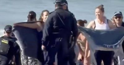 Critically injured swimmer suffered 'massive wounds' in shark attack at Sydney beach