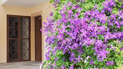 What to Do With Clematis in June for a Show-Stopping Climb of Blooms That Lasts for Months
