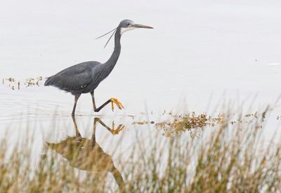 Tropical heron spotted in UK for first time as more exotic birds arrive to thrill birdwatchers