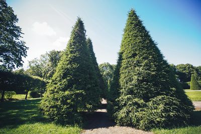 8 Backyard Privacy Plants That Grow Faster Than Expected