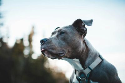 6 Dog Breeds That Can Raise — or Void — Your Home Insurance