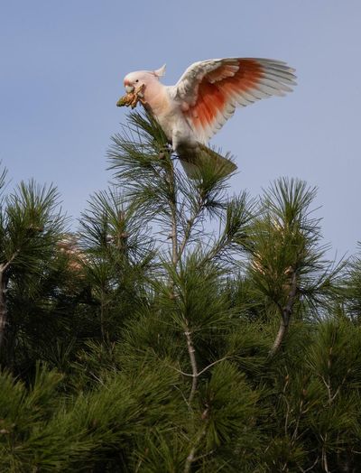 ‘Flamin’ cockatoos’ have lost much of their habitat to bushfires. Can the species survive?