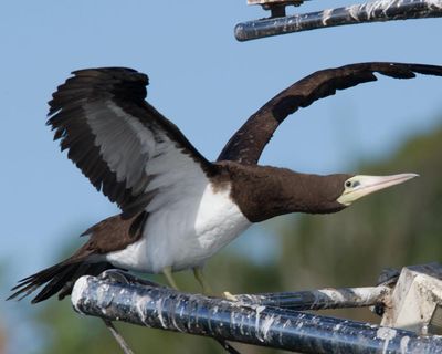 I was a hardcore twitcher. I understand why the Cocos booby has Australia’s birders in a frenzy