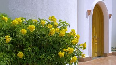 Heat-Proof Flowering Shrubs For Hotter Summers – 6 Of The Best That Will Flourish in Drought and Heat Without Fuss