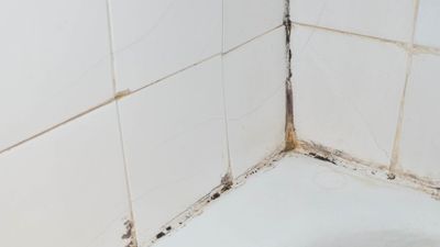 Why does mold keep coming back? It turns out it’s not just about how well I clean