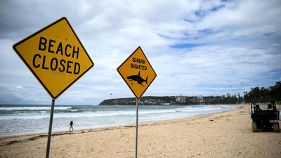Beachgoers reel from spike in national shark attacks