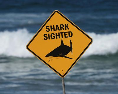 A shark attacked a swimmer at a popular Sydney beach. How rare is it – and how can you stay safe?