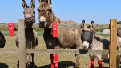 Arsenal's old socks found an unlikely new home: Rescued donkeys across Britain are wearing them for a surprising reason