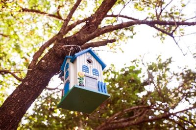 The Tree Too Close to Your House That Could Cost You Thousands