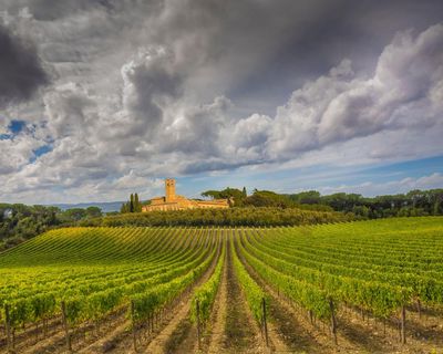 DNA from 2,000-year-old grape seeds points to origins of modern winemaking