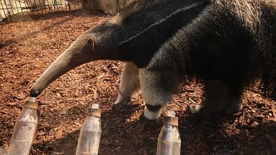 Anteater prediction: how World Cup oracle Taio tips Germany's opening match