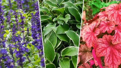 Making a big impact in a small garden is easy with these impressive flowers and all-year-round foliage