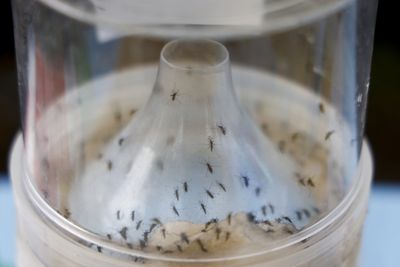 Chikungunya Outbreaks Are Now Active in Three Different Countries and Territories Simultaneously — and Summer Travelers Are at Risk from the Caribbean to the Indian Ocean