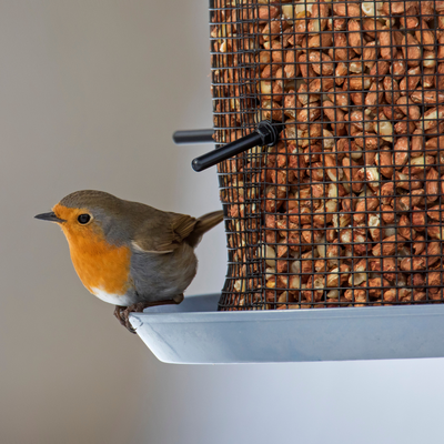5 places you should never put a bird feeder in a garden – and where wildlife experts say you should position it instead