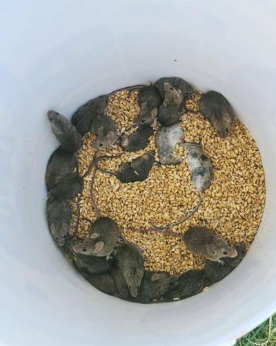 Mice in walls, food stores, even beds – Australia’s mouse plague is driving some towns to desperation
