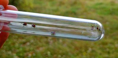 How woodchips can help keep ticks off trails