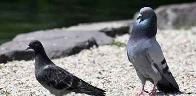 A waltz over evolutionary timescales: why it’s so hard for animals to invent a new mating dance