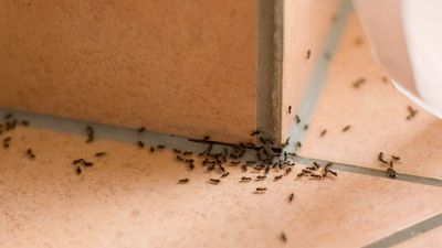How do I know what kind of ants I have in my home and why it matters? I ask the pest experts