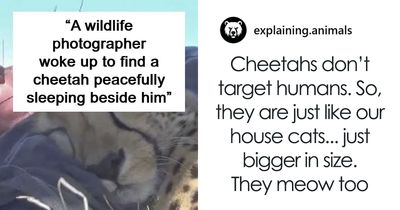 “If Your Arm Is Gone, It’s A Jaguar”: 73 Animal Facts That Sent Us Down A Rabbit Hole For Hours
