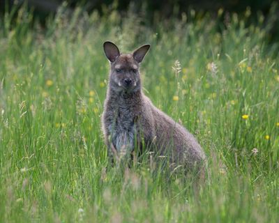 Country diary: Our island’s wandering wallabies come at a cost