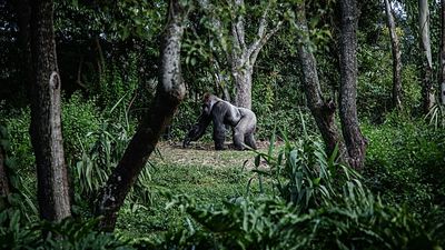 How the ‘Attenborough effect’ is driving a surging interest in Rwanda’s gorilla tourism