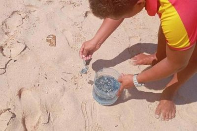 Venomous jellyfish found at three Phuket beaches