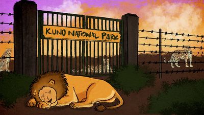 Cheetahs in Kuno, lions in waiting: Inside India’s most contested conservation project