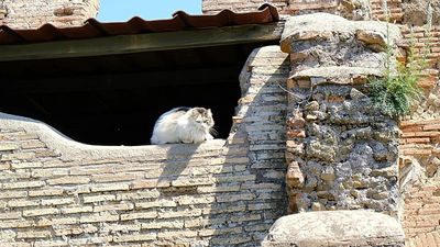 Visit the cats of Rome on this new running tour around the Eternal City