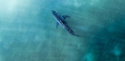 Do shark culls keep people safe in the ocean? Here’s what the science says