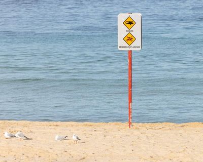 Woman has arm amputated after Coogee shark attack, ‘devastated’ family say