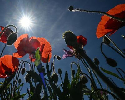 Weather tracker: Saharan heat to send temperatures soaring across Europe