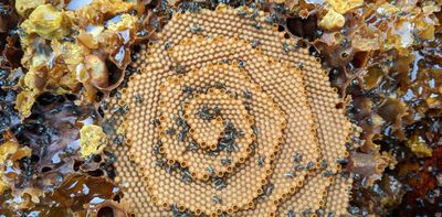 How will Australian native bees cope with climate change? Their nests hold a clue