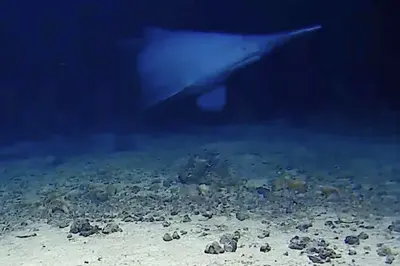 Rare deep ocean Goblin shark filmed in natural habitat for the first time