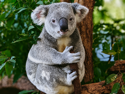 18 koalas moved to Kangaroo Island in the 1920s; a century on, 27,000 descendants are stripping eucalyptus bare and risk mass starvation