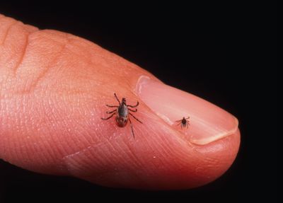 Powassan Virus Can Cause Permanent Brain Damage After Just 15 Minutes of Tick Attachment as 2026's Record Tick Season Raises Risk Across the U.S.