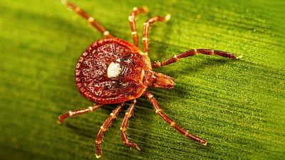 What to know about the life-threatening meat allergy caused by tick bites
