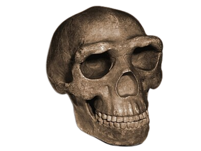 In 1929, a young archaeologist in China uncovered skullcap, 'Peking Man' inside a cold cave and changed human history forever