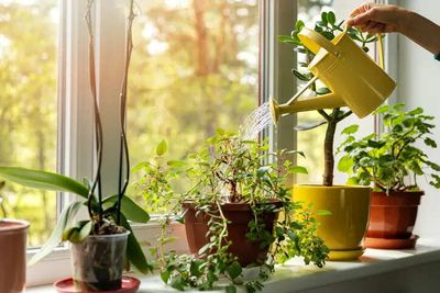 How to keep indoor plants healthy in summers: Easy and smart tips to protect plants from heat damage