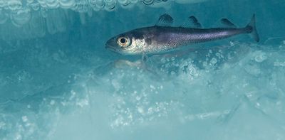This successful Arctic fishing treaty has kept Russia, China, the US and others working together for 5 years – it could be a model for future diplomacy
