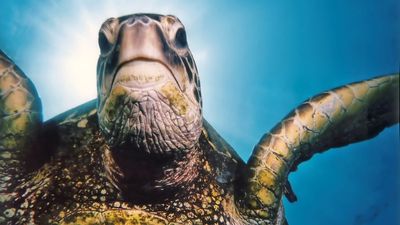 China warns citizens of ‘secret war’ claiming that foreign intelligence agencies are deploying spy turtles and spy fish