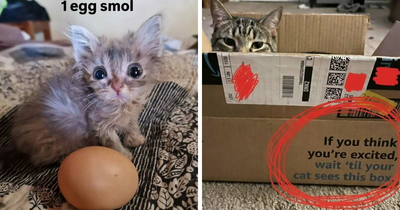 50 Funny Cat Memes That Prove Life Is Better When Cats Are Being Weird