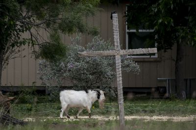 A Devastating Livestock Parasite Eradicated from the United States in 1966 Has Been Detected in Texas — the First Confirmed US Cattle Case in Decades