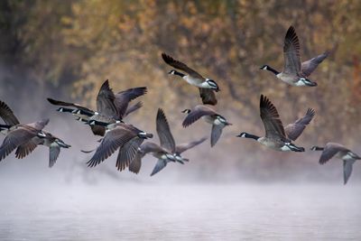 Protesters seek to stop plan to cull hundreds of geese in Alabama