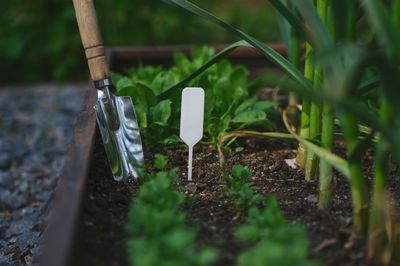 The Vegetable Gardening Trick That Works Surprisingly Well During Droughts