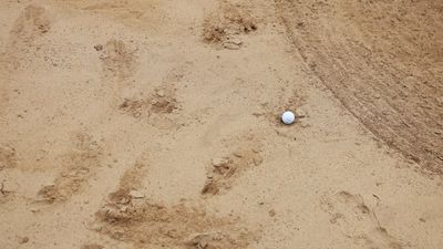 My Ball Came To Rest In An Animal Print In A Bunker. Is That A Free Drop?