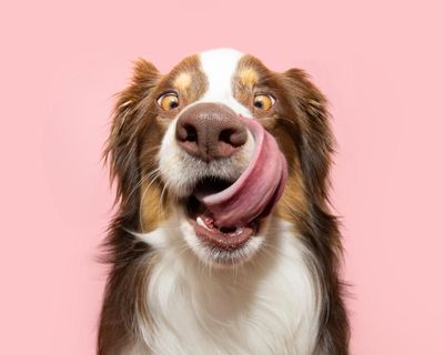 ‘She’d consumed a kilo of sand’: 11 Guardian readers on the weirdest things their dogs have ever eaten