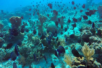 Freedivers, leftover cables and bits of clay: Cuba gets inventive to save its pristine reefs amid US blockade